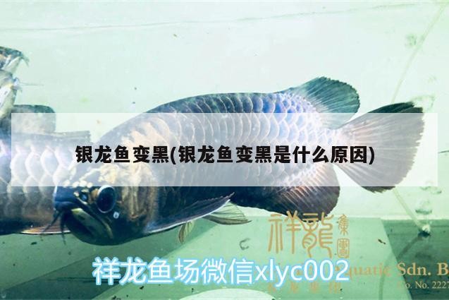 銀龍魚變黑(銀龍魚變黑是什么原因)