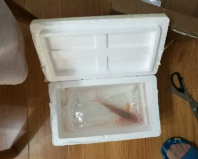 觀賞魚快遞（觀賞魚養護與疾病防治）