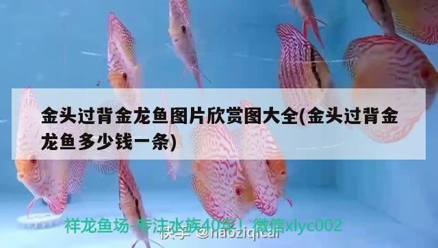 金頭過背金龍魚圖片欣賞圖大全(金頭過背金龍魚多少錢一條)