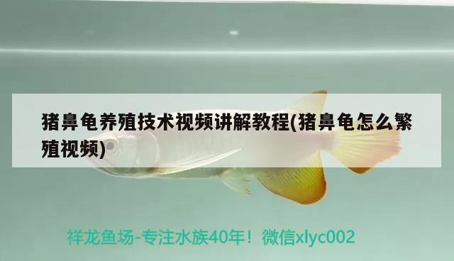 豬鼻龜養殖技術視頻講解教程(豬鼻龜怎么繁殖視頻) 豬鼻龜養殖技術視頻講解教程(豬鼻龜怎么繁殖視頻) 豬鼻龜百科