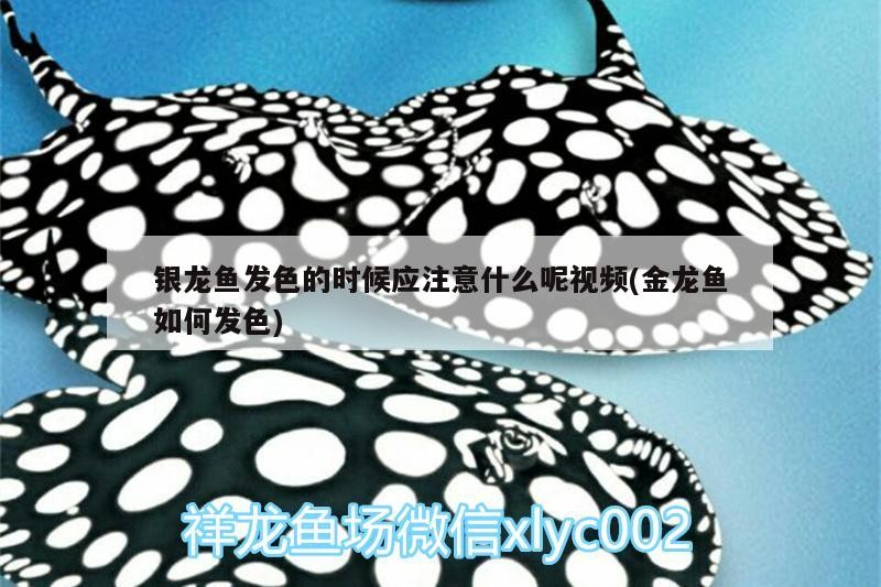 銀龍魚發色的時候應注意什么呢視頻(金龍魚如何發色)