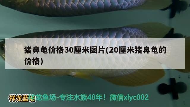 豬鼻龜價(jià)格30厘米圖片(20厘米豬鼻龜?shù)膬r(jià)格)