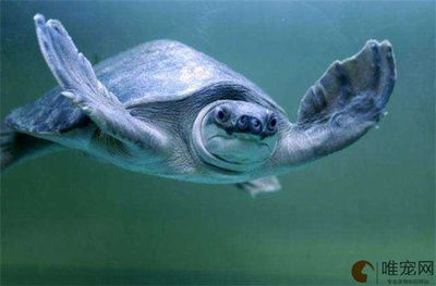 買了一只豬鼻龜會被判多久呢：個人購買豬鼻龜被判刑是否違法？