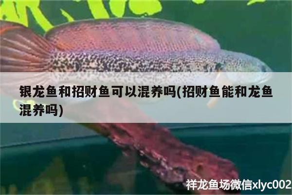 銀龍魚和招財魚可以混養(yǎng)嗎(招財魚能和龍魚混養(yǎng)嗎)