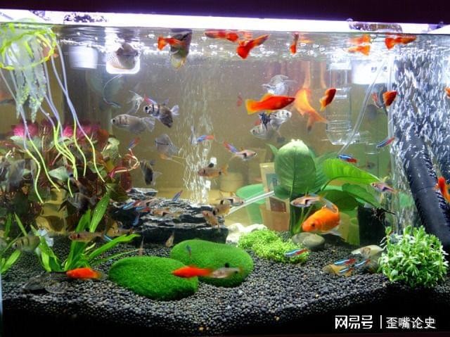 做魚缸的廠家都在什么地方,諸暨（做魚缸的廠家都在什么地方,諸暨有沒有）