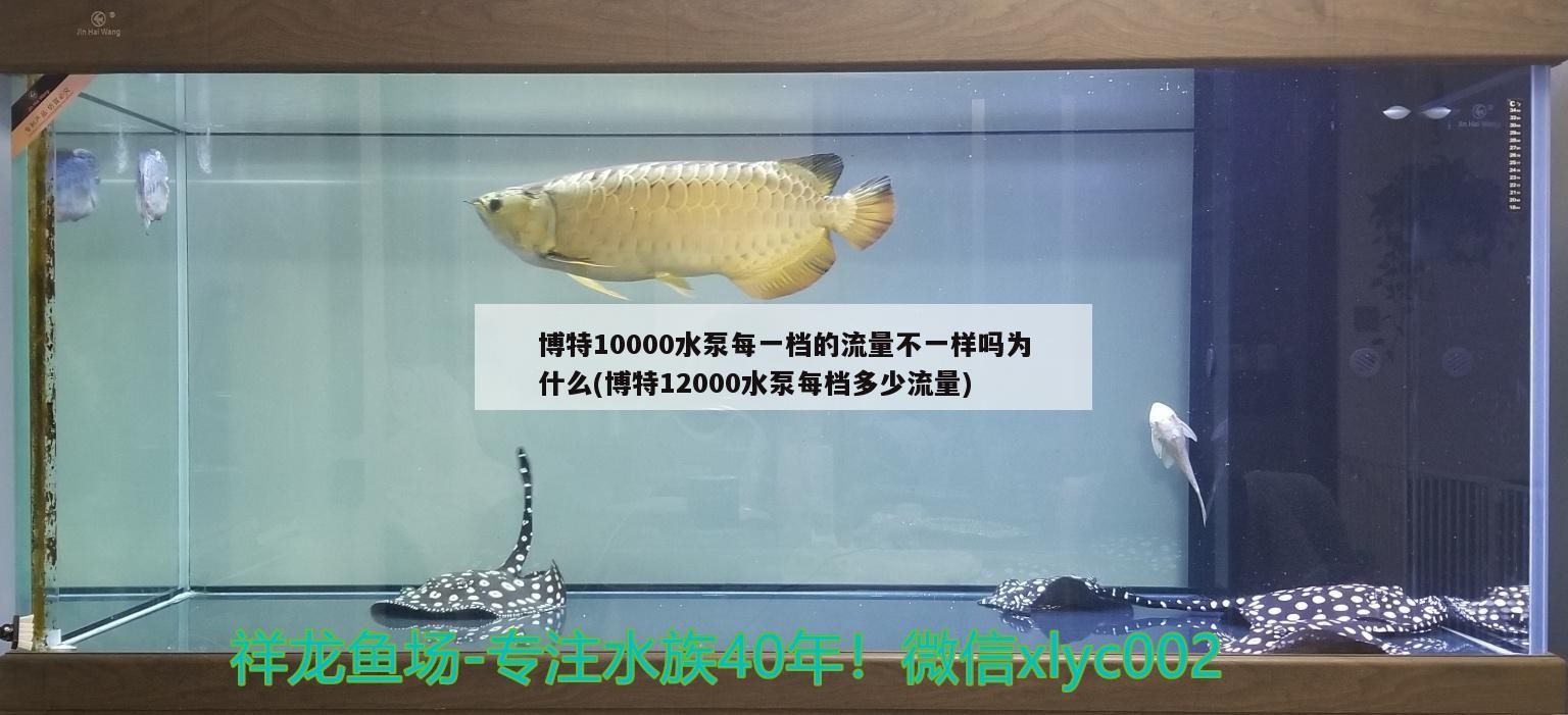 博特10000水泵每一檔的流量不一樣嗎為什么(博特12000水泵每檔多少流量) 博特10000水泵每一檔的流量不一樣嗎為什么(博特12000水泵每檔多少流量) 博特水族