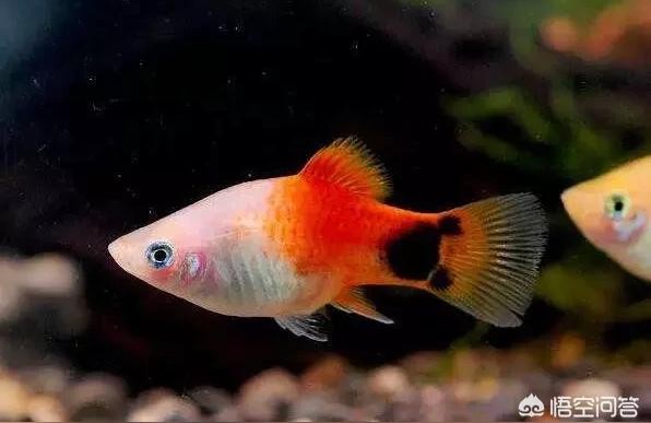 粗管不銹鋼加熱棒:創寧魚缸加熱棒漏電怎么處理