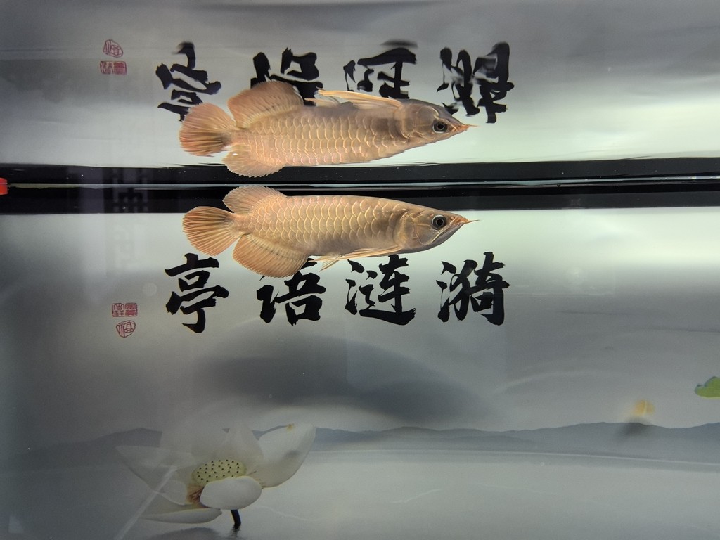 有名的魚缸品牌（有名的魚缸品牌有哪些）