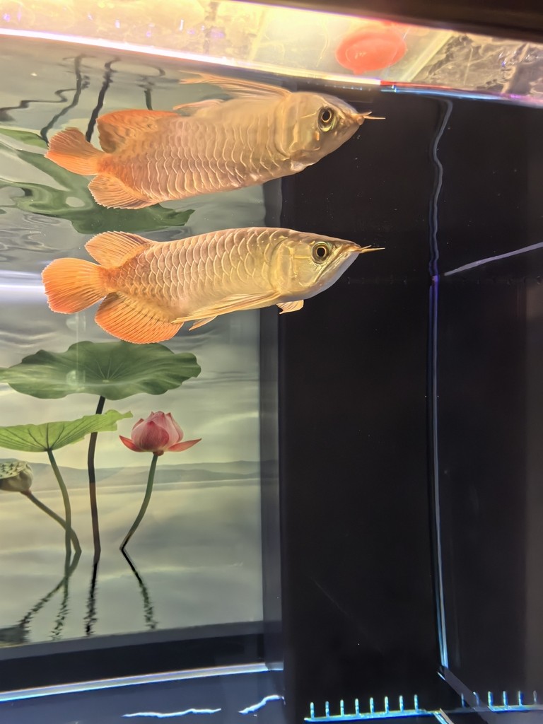 有名的魚缸品牌（有名的魚缸品牌有哪些）