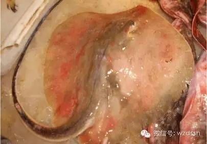 魟魚腸胃炎：關于魟魚腸胃炎的一些詳細信息 魟魚腸胃炎：關于魟魚腸胃炎的一些詳細信息 魟魚百科 第1張