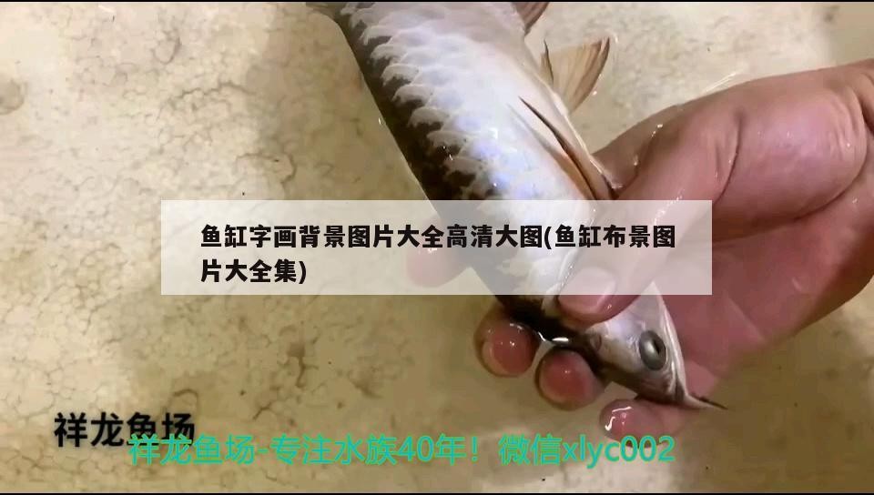 魚缸字畫背景圖片大全高清大圖(魚缸布景圖片大全集)