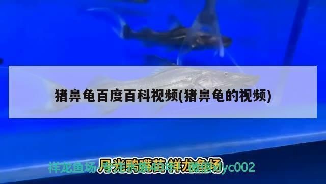 豬鼻龜通人性嗎百度百科：豬鼻龜有靈性嗎