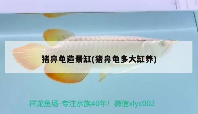 豬鼻龜造景缸(豬鼻龜多大缸養)