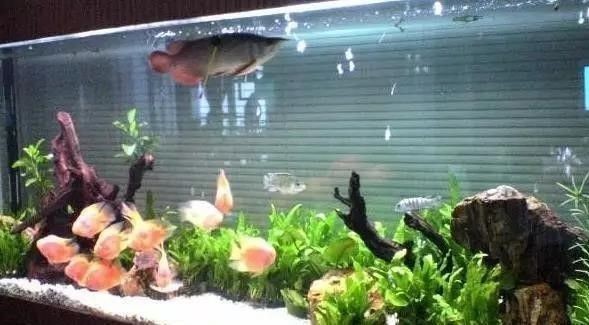 金龍魚(yú)繁殖環(huán)境噪音控制方法：金龍魚(yú)的繁殖環(huán)境噪音控制方法