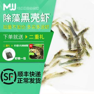 觀賞魚專用（觀賞魚的養護）