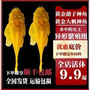 觀賞魚專用（觀賞魚的養護）