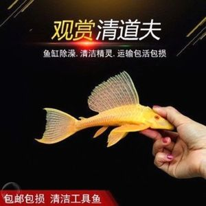 觀賞魚專用（觀賞魚的養護）