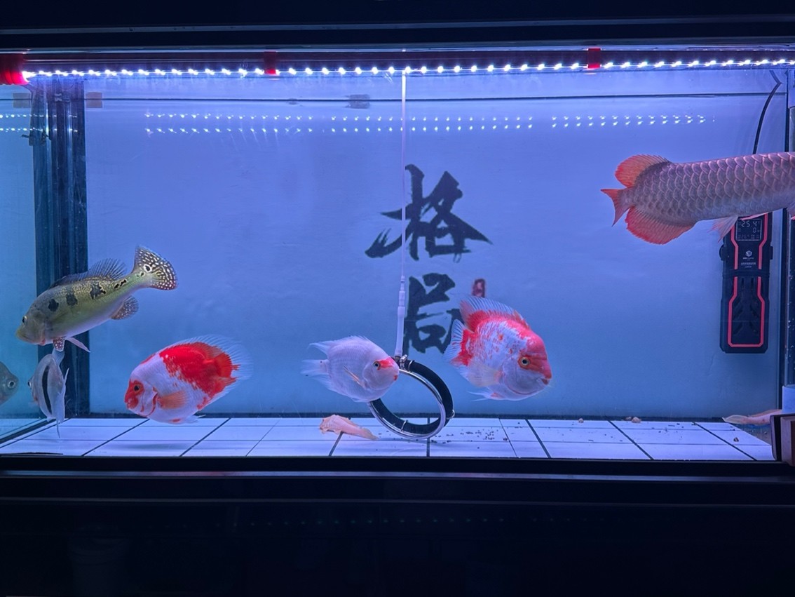 嘿嘿 嘿嘿 龍魚論壇