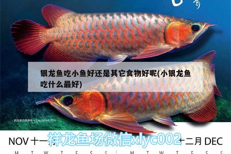 銀龍魚吃小魚好還是其它食物好呢(小銀龍魚吃什么最好)