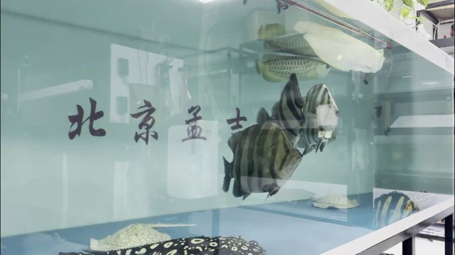 吃貨群 吃貨群 龍魚論壇