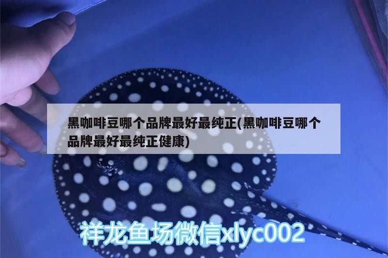 黑咖啡豆哪個品牌最好最純正(黑咖啡豆哪個品牌最好最純正健康)