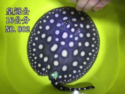 皇冠魟魚多少錢：關于皇冠魟魚的價格