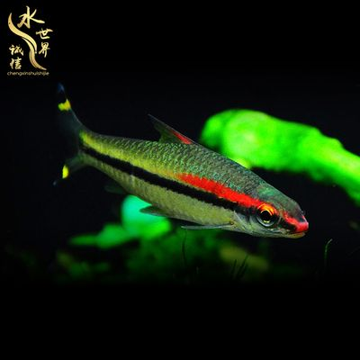 1米魚缸養(yǎng)什么魚好養(yǎng)：一米魚缸中飼養(yǎng)的易于養(yǎng)護(hù)的魚類：錦鯉不僅漂亮，還具有吉祥寓意