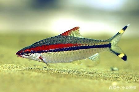 1米魚缸養(yǎng)什么魚好養(yǎng)：一米魚缸中飼養(yǎng)的易于養(yǎng)護(hù)的魚類：錦鯉不僅漂亮，還具有吉祥寓意