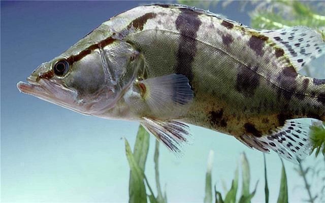 魟魚剪尾會不會長大：魟魚剪尾后會不會長大