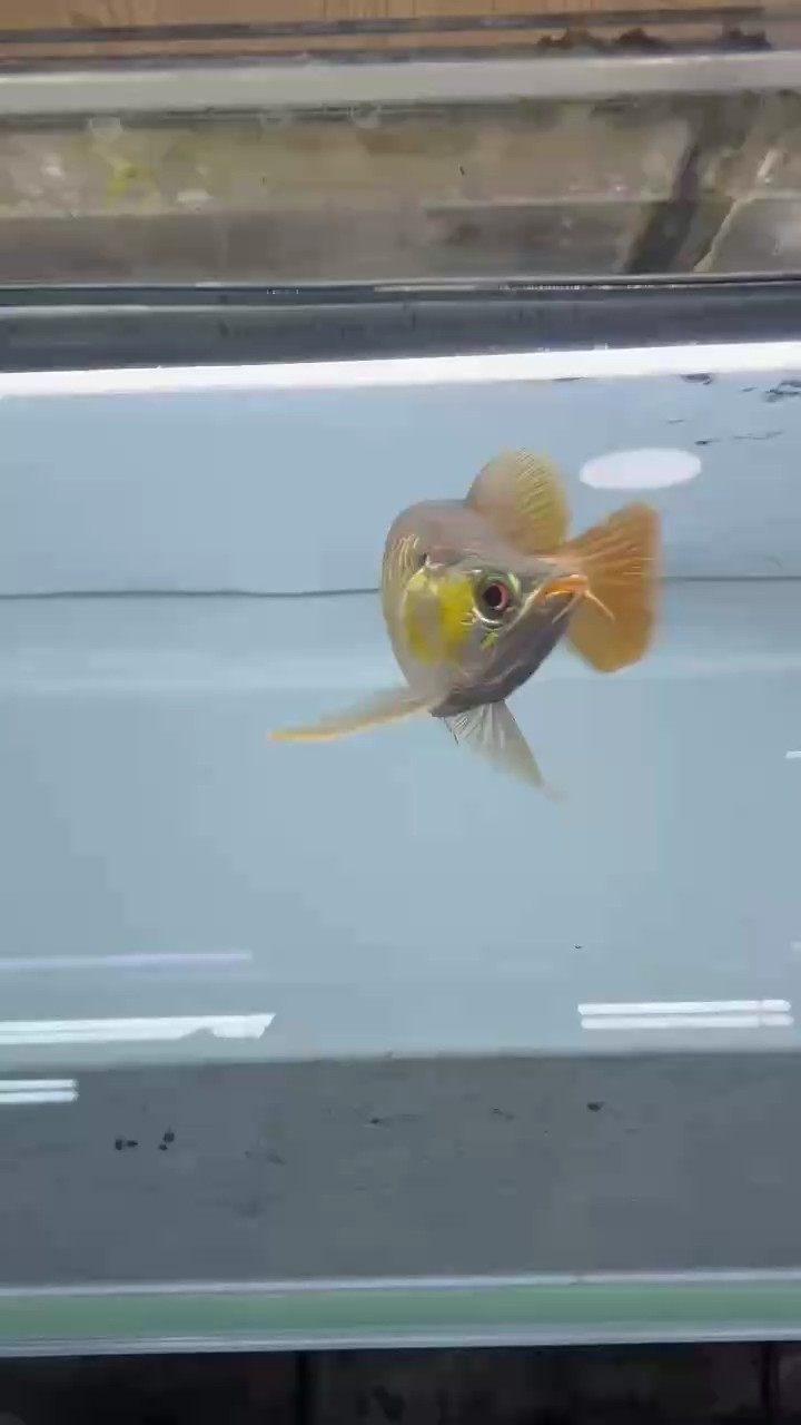 福龍