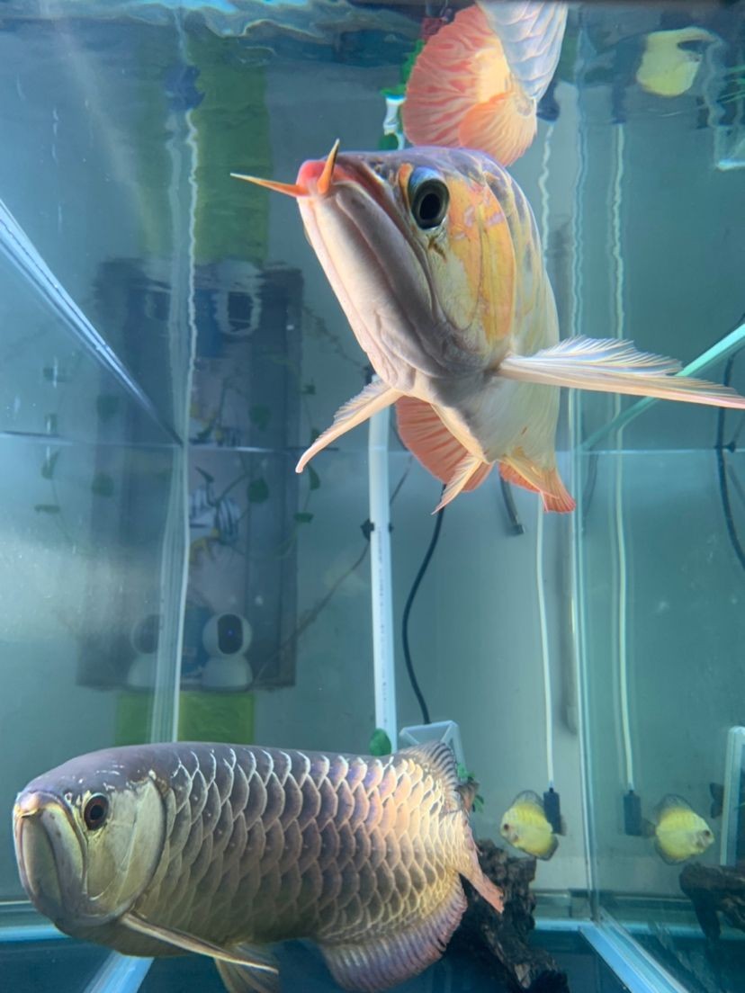 龍魚的水怎么養才好看