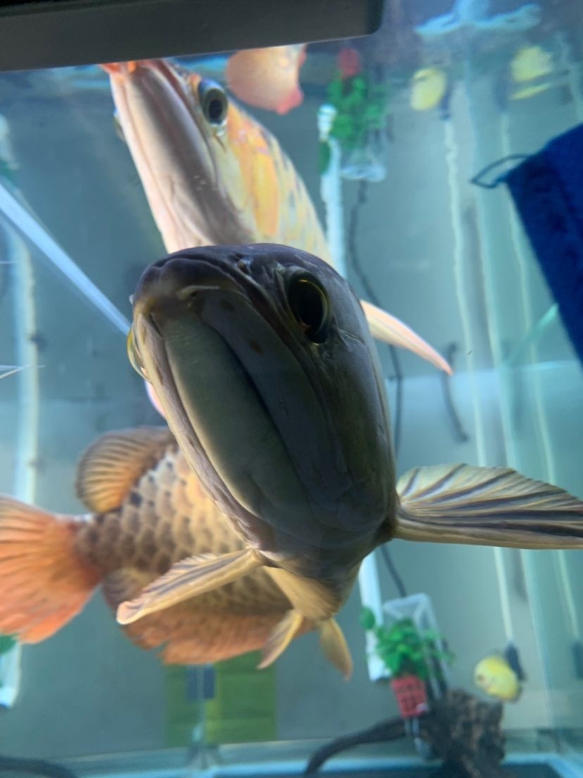 龍魚的水怎么養才好看