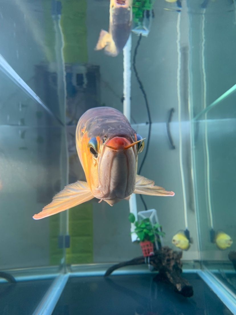 龍魚的水怎么養才好看