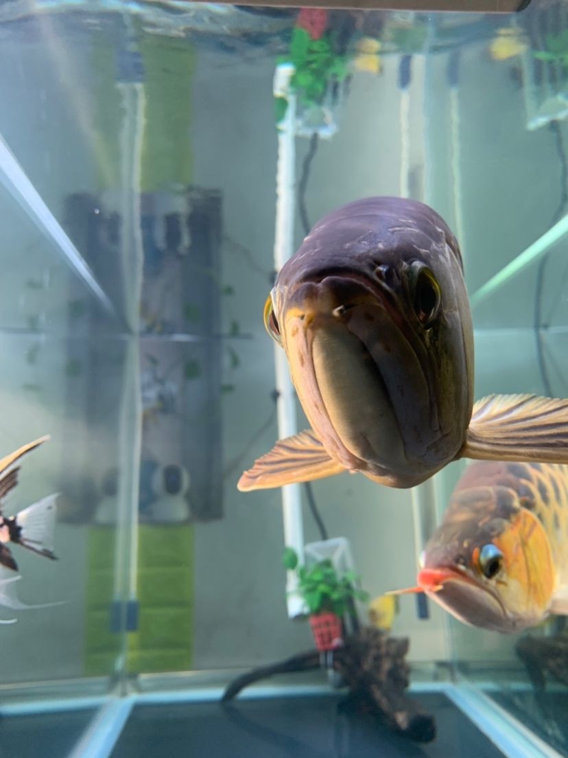龍魚的水怎么養才好看