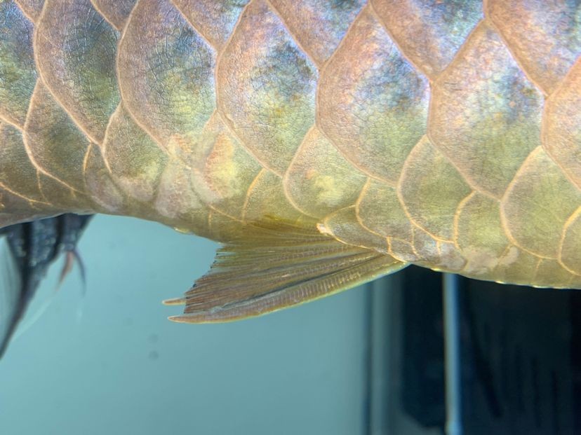 龍魚的水怎么養才好看