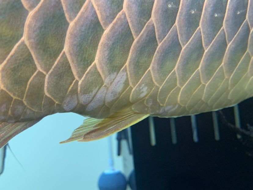 龍魚的水怎么養才好看