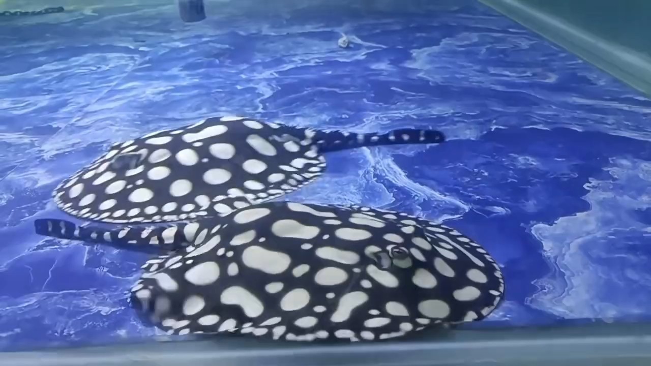 準備喂魚[色]胖嘟嘟，寶島水族曾大大雄魟魚繁殖場