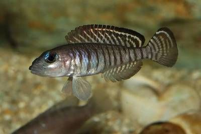 80厘米魚缸玻璃厚度多少：80厘米長的魚缸玻璃厚度越厚 80厘米魚缸玻璃厚度多少：80厘米長的魚缸玻璃厚度越厚 魚缸百科 第3張