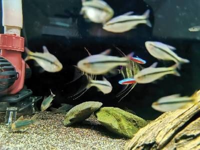 80厘米魚缸玻璃厚度多少：80厘米長的魚缸玻璃厚度越厚 80厘米魚缸玻璃厚度多少：80厘米長的魚缸玻璃厚度越厚 魚缸百科 第4張