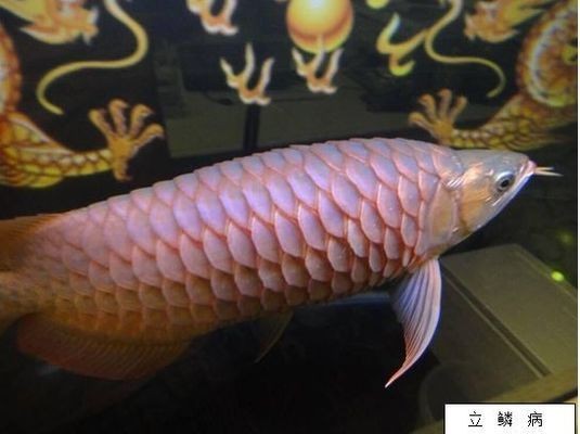 龍魚立鱗恢復(fù)后多久喂食合適vs祥龍魚場：如何判斷龍魚立鱗是否痊愈 龍魚立鱗恢復(fù)后多久喂食合適vs祥龍魚場：如何判斷龍魚立鱗是否痊愈 vs祥龍魚場 第4張