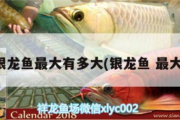 銀龍魚(yú)最大有多大(銀龍魚(yú)最大)