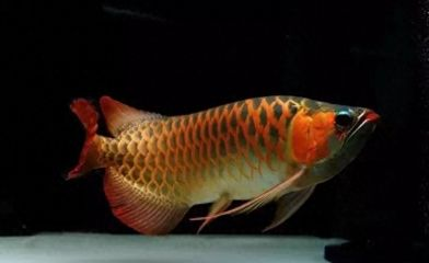 龍魚老打架？試試以下幾個(gè)方法或許可以改善vs祥龍魚場：龍魚打架的原因及種類