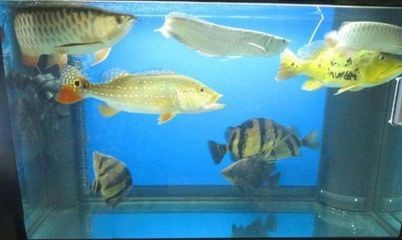 龍魚老打架？試試以下幾個(gè)方法或許可以改善vs祥龍魚場：龍魚打架的原因及種類