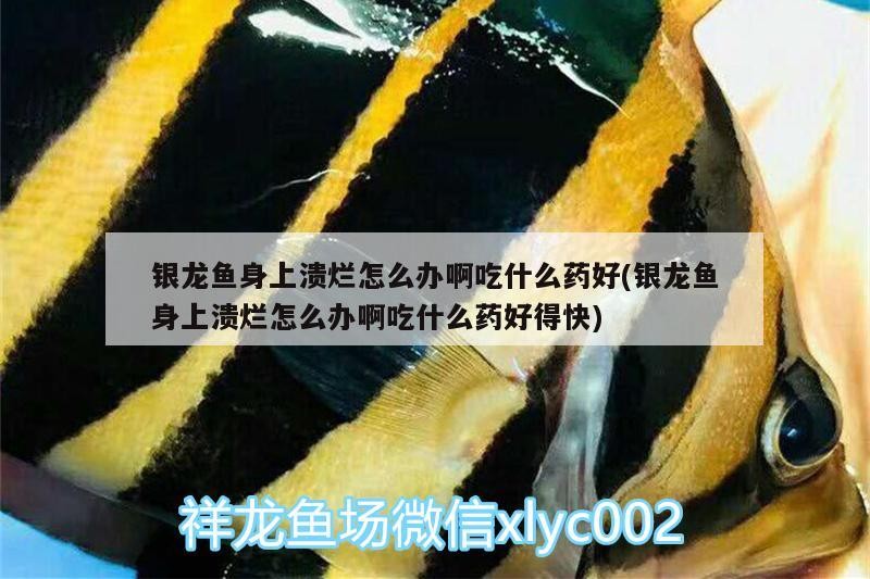 銀龍魚身上潰爛怎么辦啊吃什么藥好(銀龍魚身上潰爛怎么辦啊吃什么藥好得快)