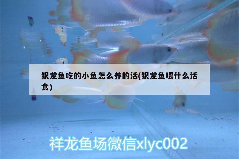 銀龍魚吃的小魚怎么養的活(銀龍魚喂什么活食)