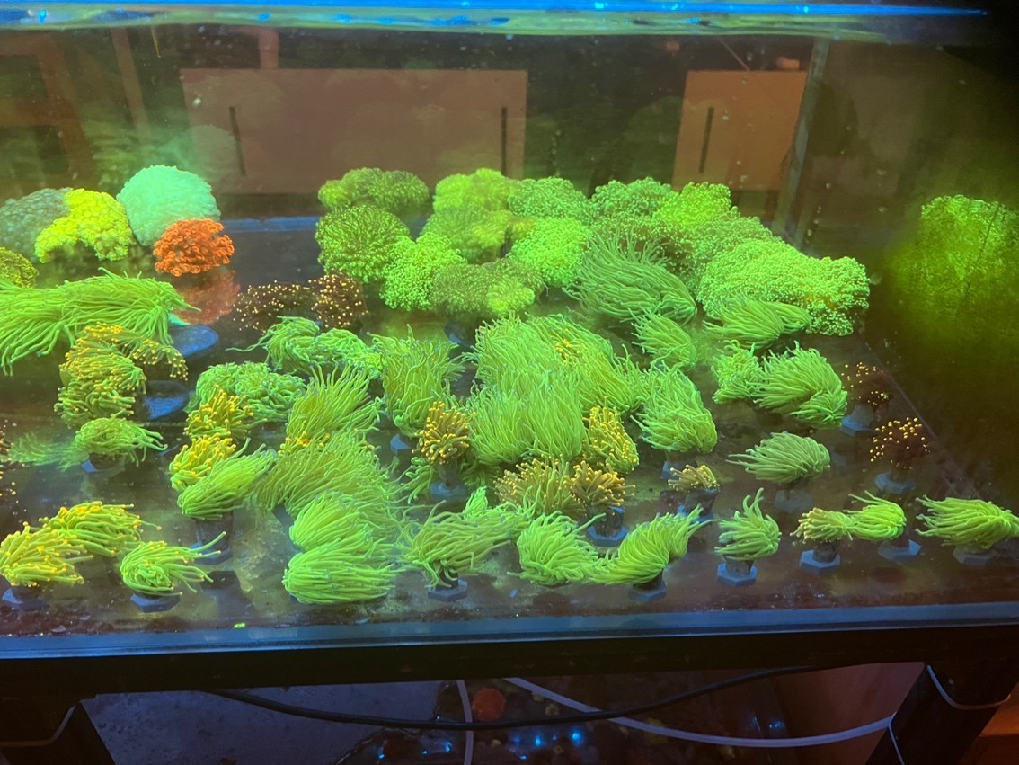 沙巴火柴