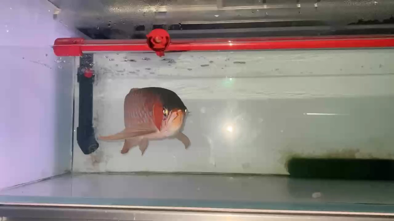 不開(kāi)燈看都比姨媽還要紅，實(shí)物更紅