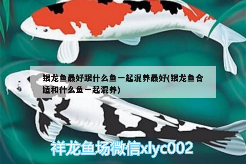 銀龍魚最好跟什么魚一起混養最好(銀龍魚合適和什么魚一起混養)