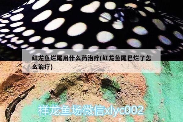 龍魚爛鰭爛尾用什么藥vs祥龍魚場：祥龍魚場的龍魚品種介紹