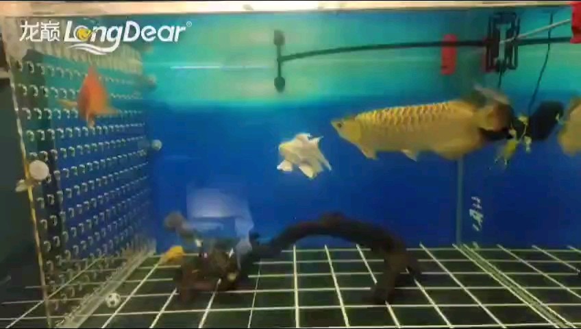轉發578 轉發578 龍魚論壇